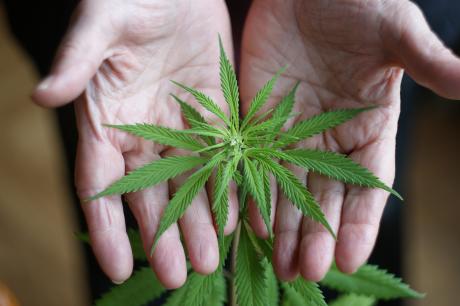 close up of hands holding cannabis plant