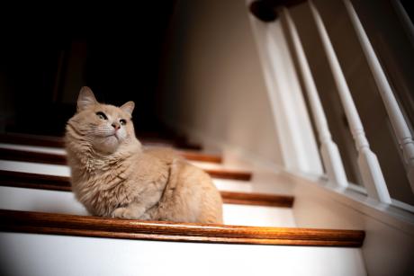 Cat sitting in sunbeam on stairs in a home