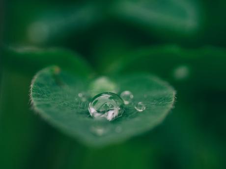 water droplet on leaf