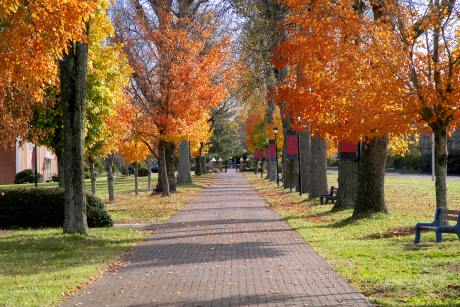 Photo of tree-lined campus sidewalk with colorful leaves