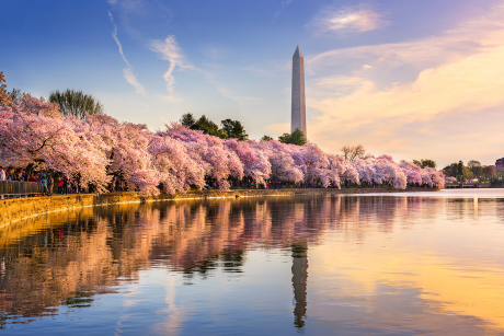 DC monument with cherry blossoms