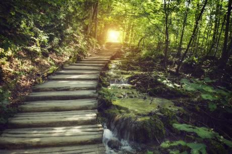Lovely stair path in woods