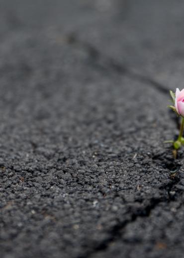 Pink flower makes its way through crack in black pavement