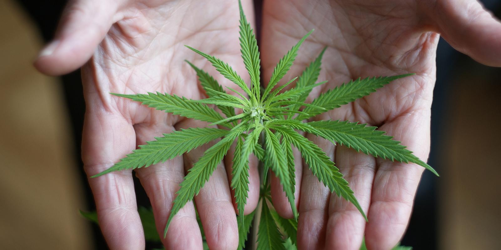 Featured image for Ethical Issues Counseling Elders on Cannabis