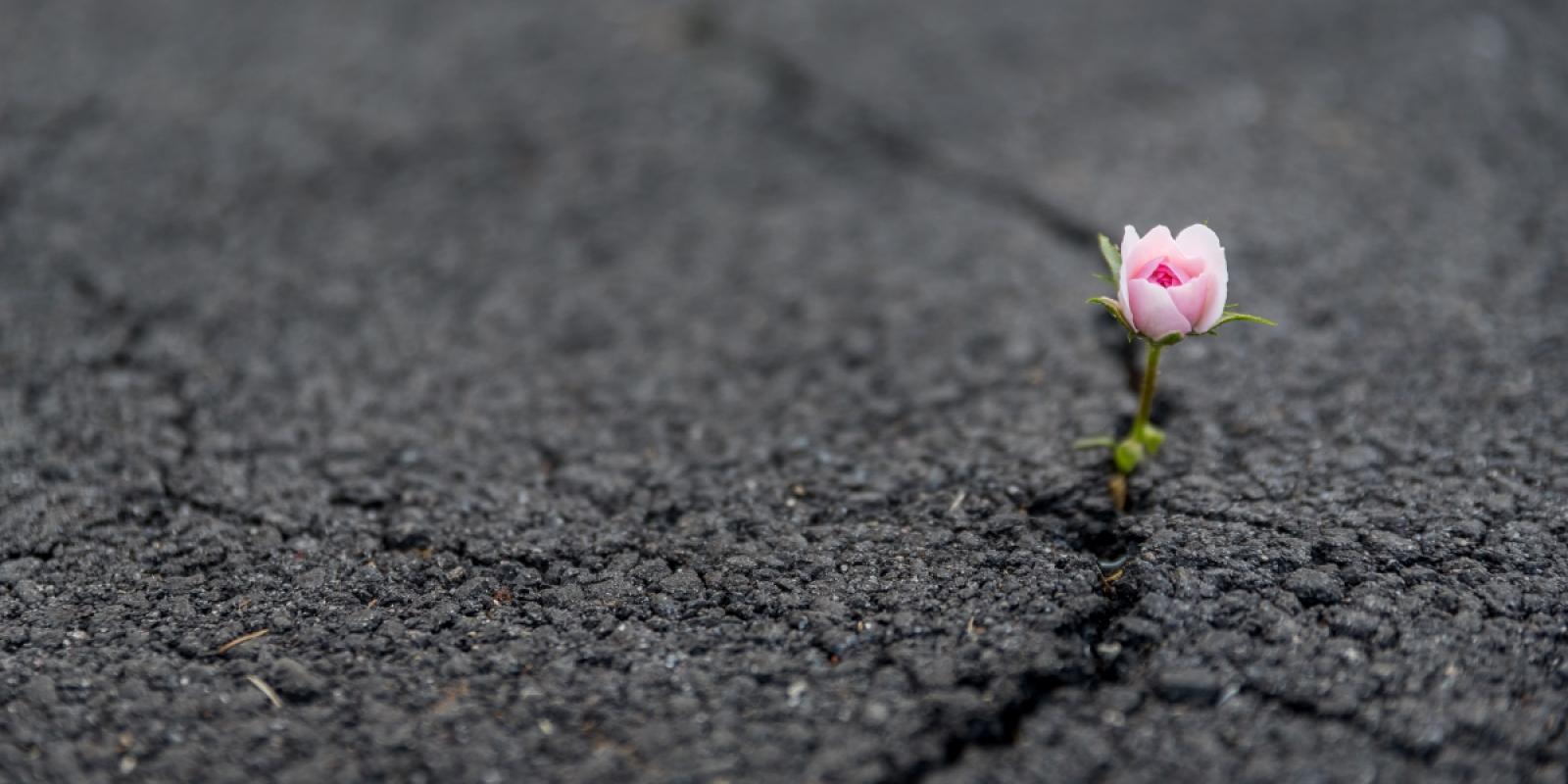 Featured image for Resilience Through Retirement