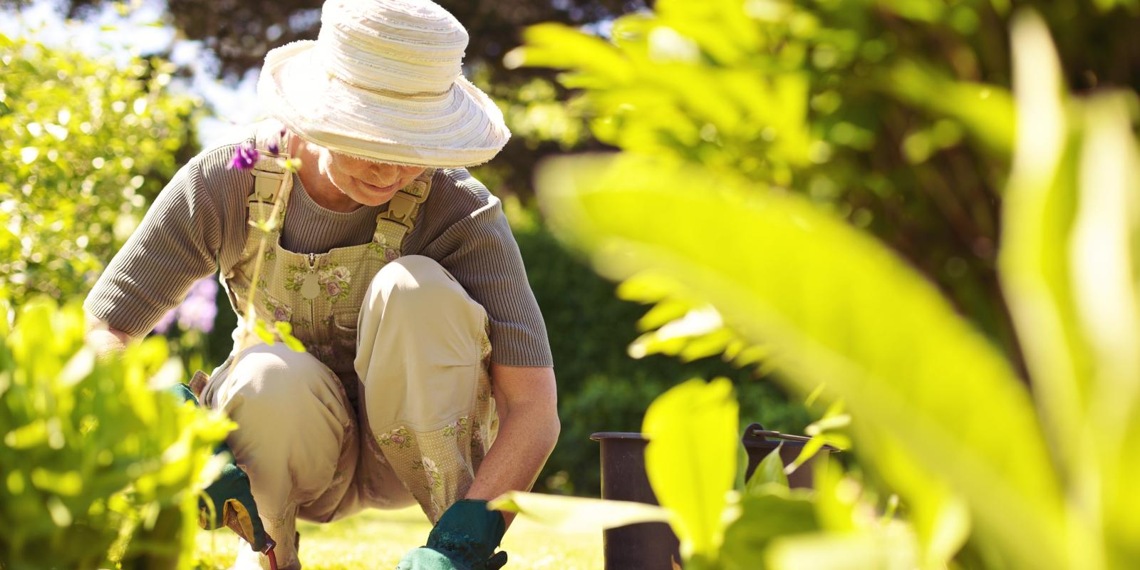 Featured image for Harnessing the Healing Power of Nature