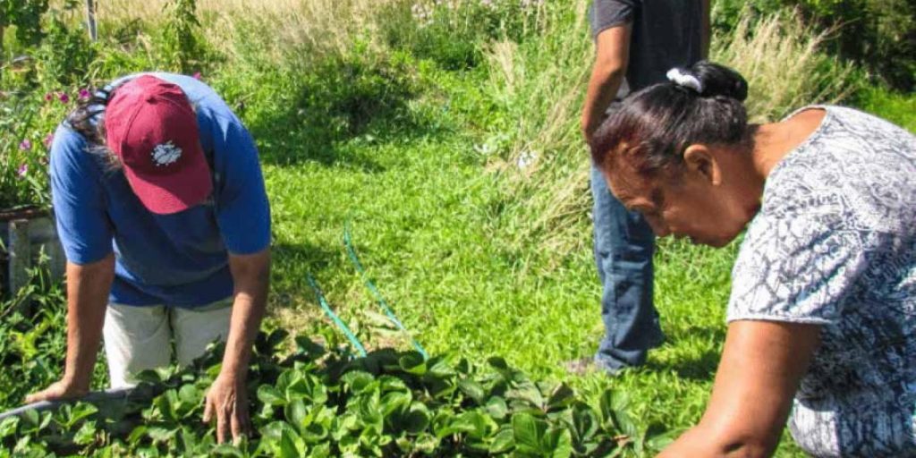 Featured image for Indigenous Foods Help Heal Bodies and Spirits