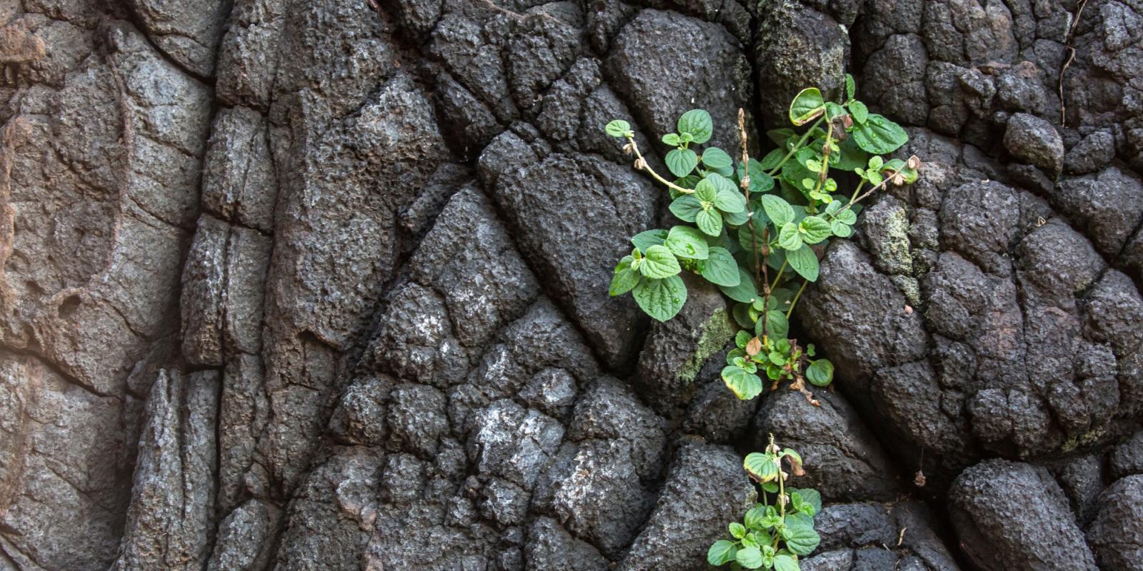 Featured image for Post-Traumatic Growth and Aging