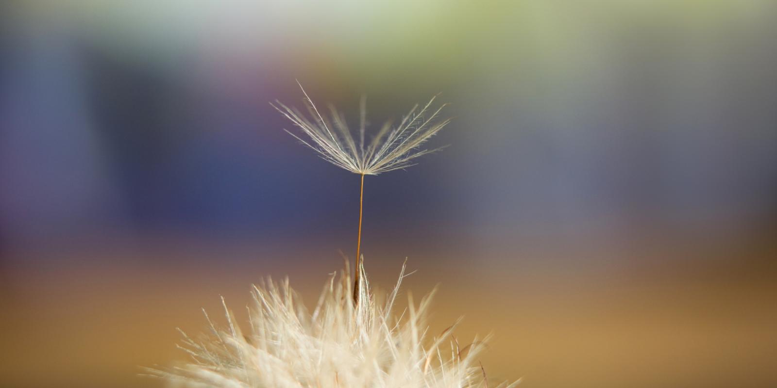 Featured image for Bearing Witness to Someone Letting Go of Life