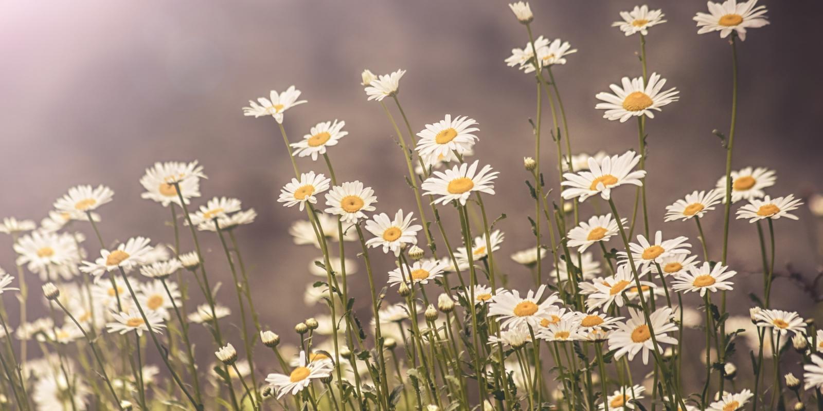 Featured image for Time in the Weeds, But for Worthy Outcomes