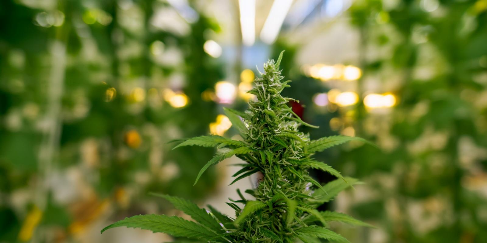Featured image for Dilemmas of Older Adults Seeking Cannabis Guidance