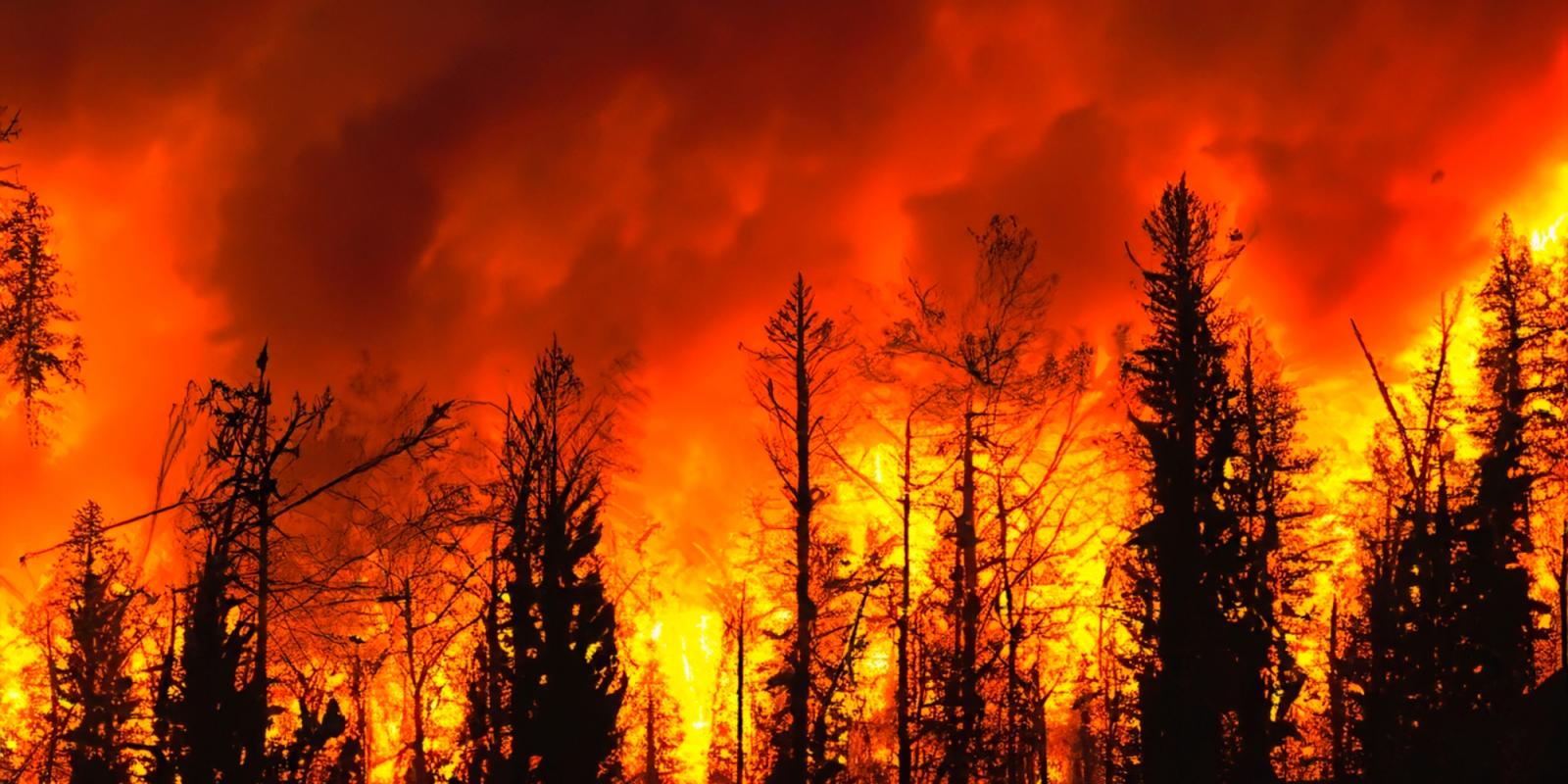 la_fires_shot_for_davis