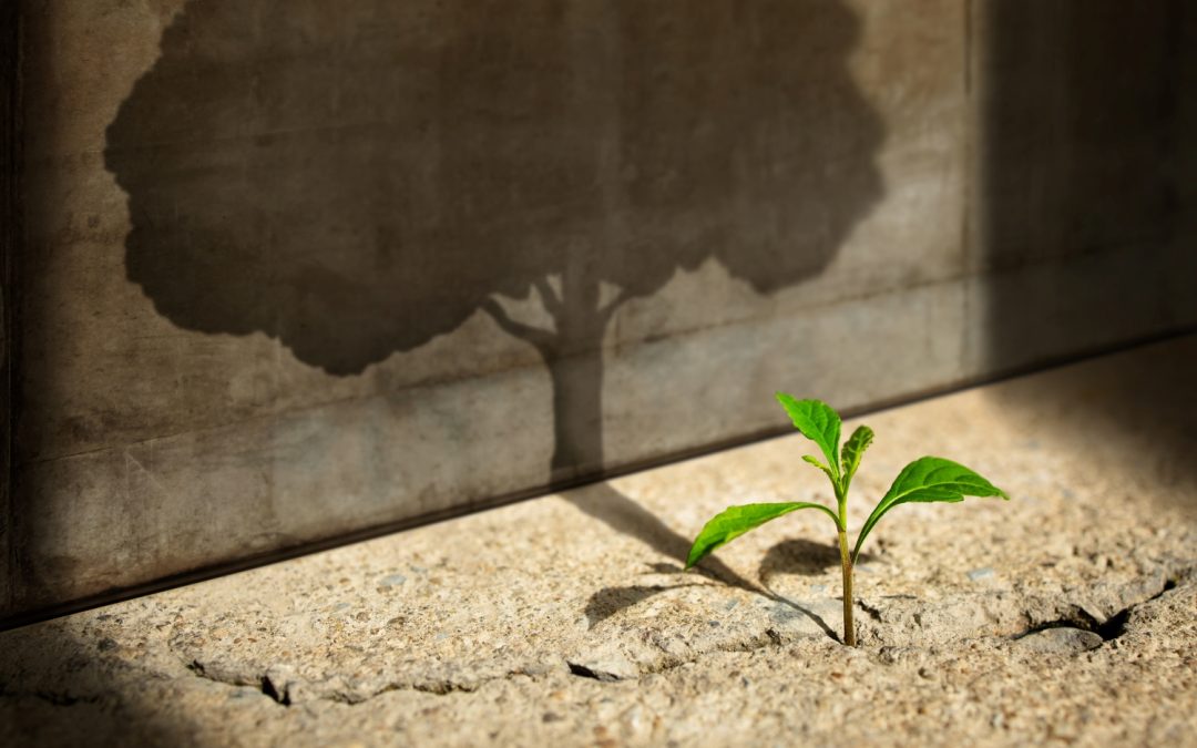 The Power of Mindset in Healthy Aging