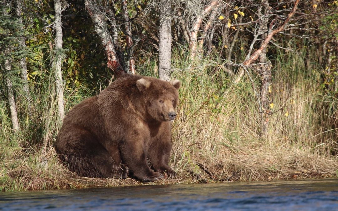 When We Cheer for Fat Bears but Stigmatize Fat People
